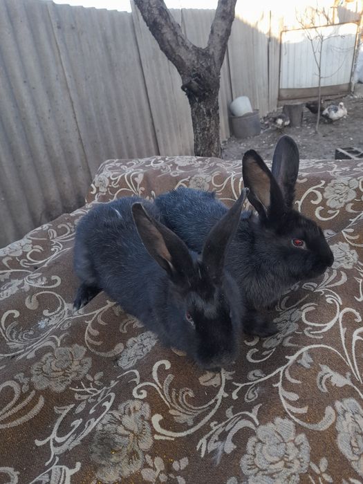 Полтавське срібло