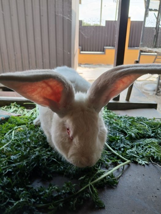 Бельгійський фландр