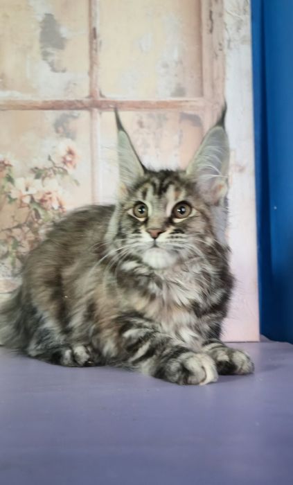 Мейн Кун дівчатка