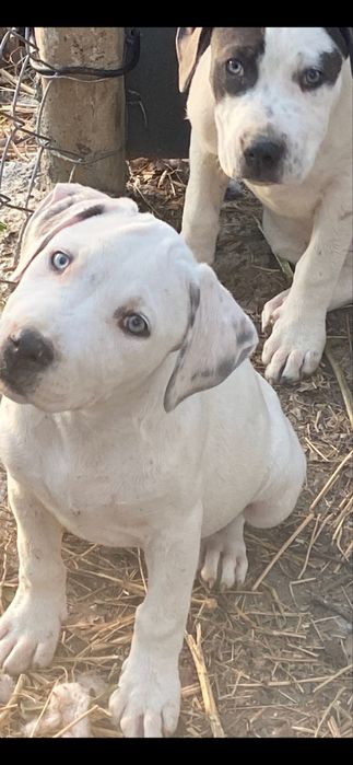 Продаю цуценят стафа