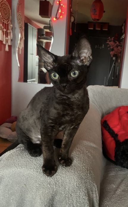 Czarny kocurek Devon Rex rodowód Felis Polonia