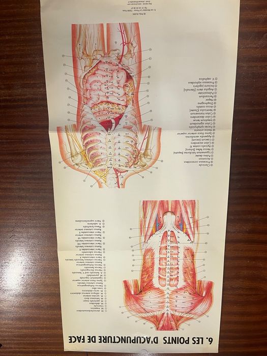 12 Posters / Pranchas de Acupuntura e Anatomia – PHU-XUAN Paris | MTC