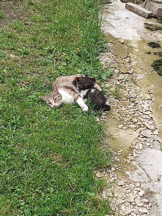 Oddam za darmo kotkę