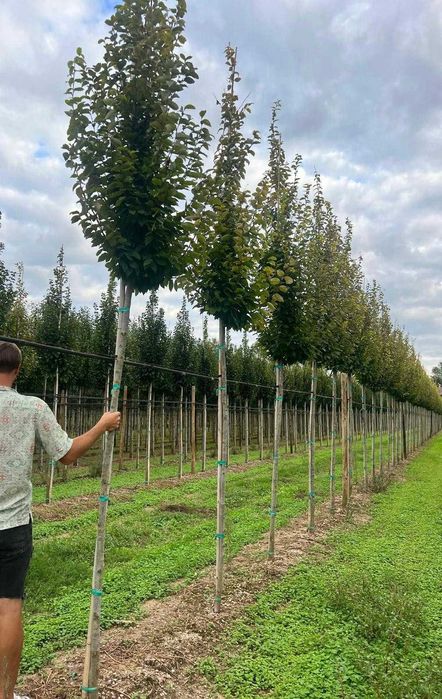 Grab pospolity - Carpinus betulus Fastigiata  HURT /  DETAL