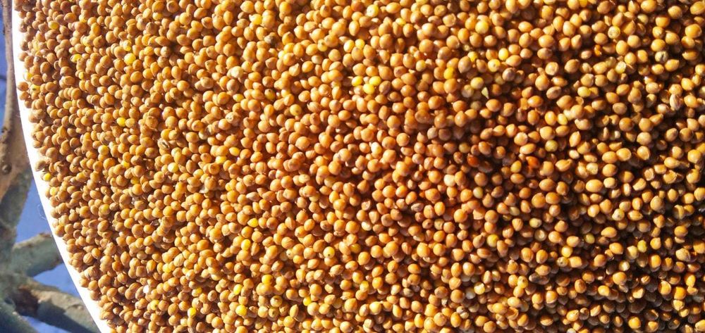 Proso żółte zbiór 2023