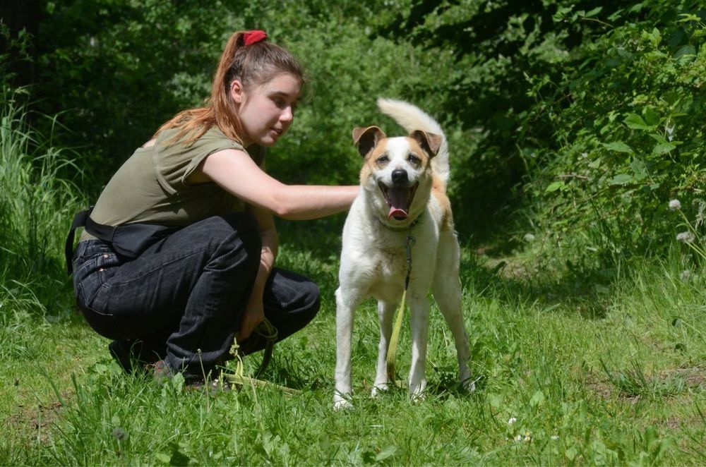 Miodek- do adopcji