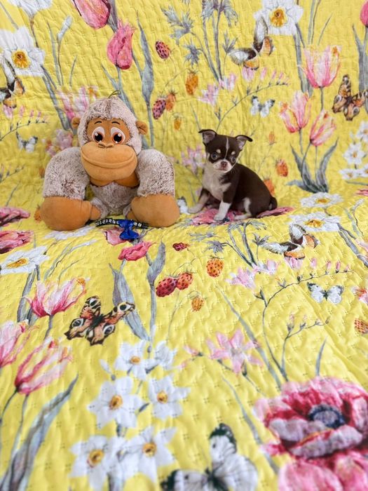 Chihuahua macho mini