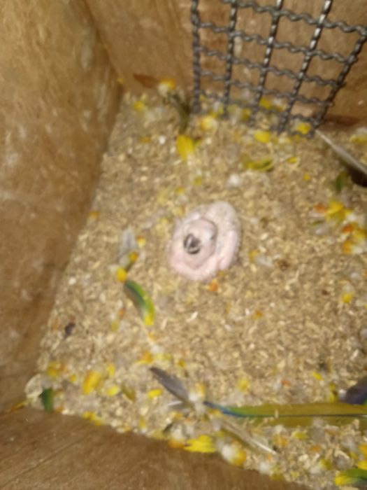 Tenho uma  Aratinga sol para ceder .