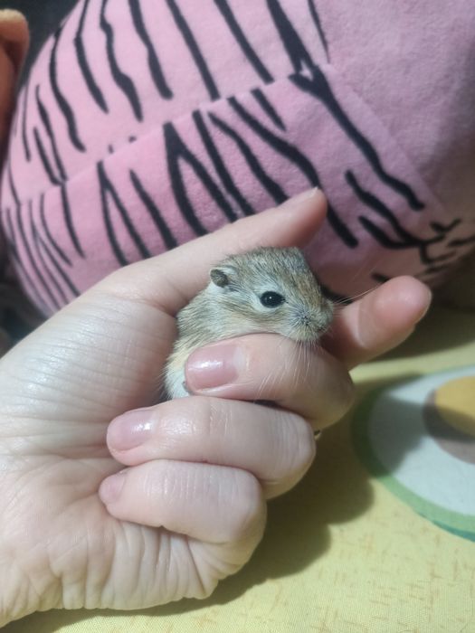 Мишки,Піщані мишки