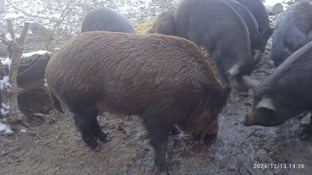 Продаються свині Мангал Можливий торг!!!