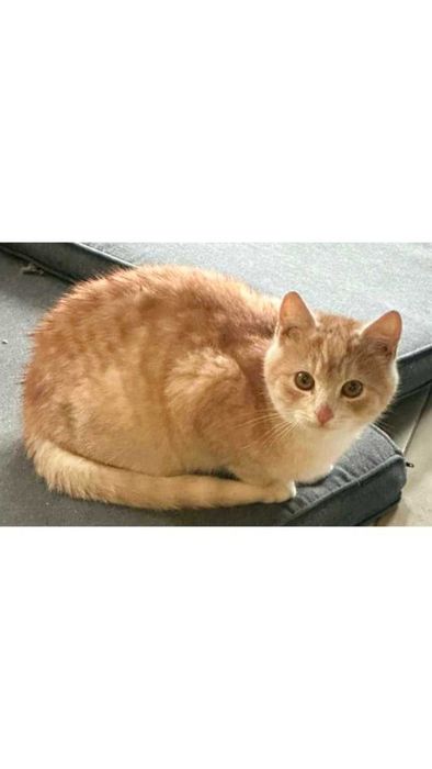 5mies.RUDY, nieufny kocurek do spokojnego domu-możliwy dowóz