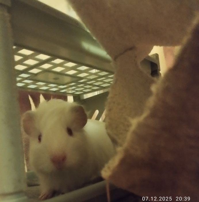 świnki morskie dziewczynki młode