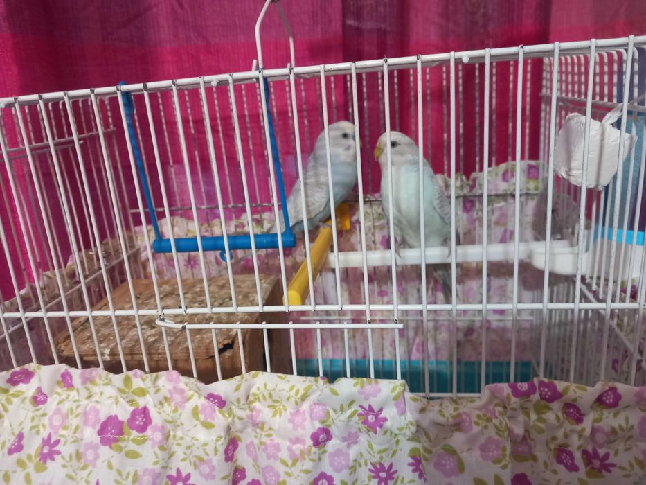Periquitos casal