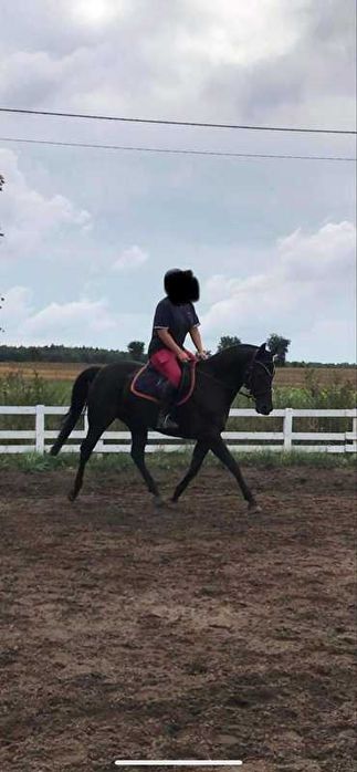 Sprzedam 12 letnią klacz w typie pogrubianym