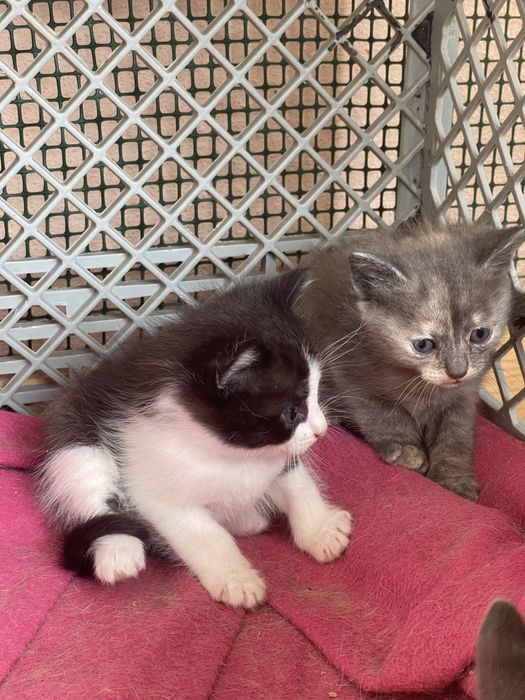 Gatos para adoção