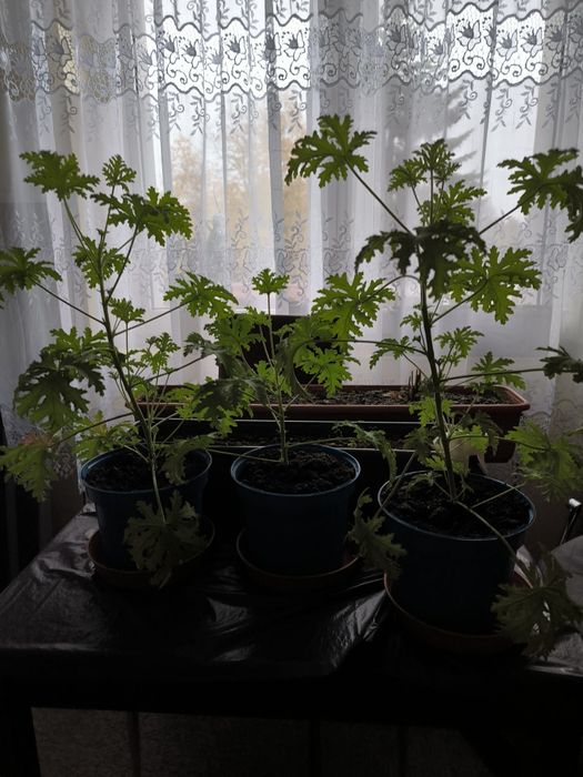 Anginka geranium kwiat