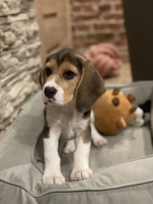 Piekne Beagle, FCI!