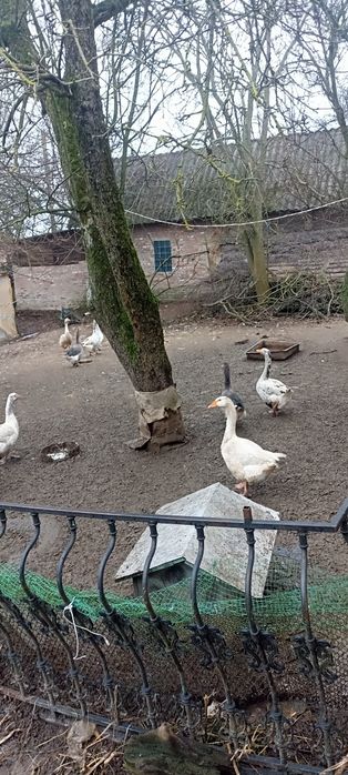 Продаються гуси самовивіз