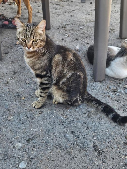 Котик в добрі руки