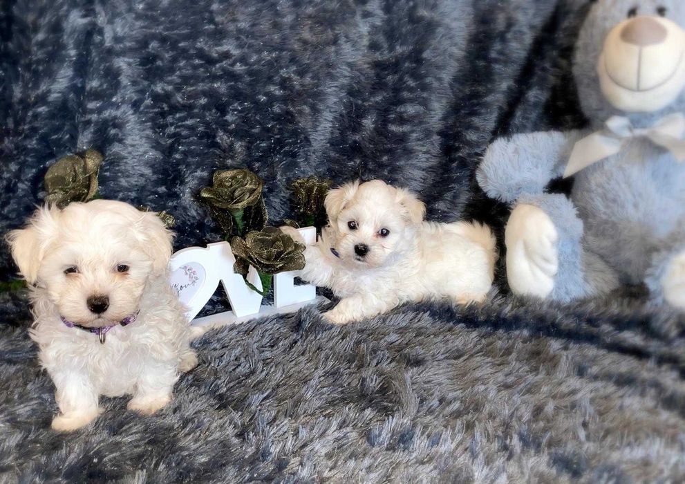 Szczeniak Maltańczyk