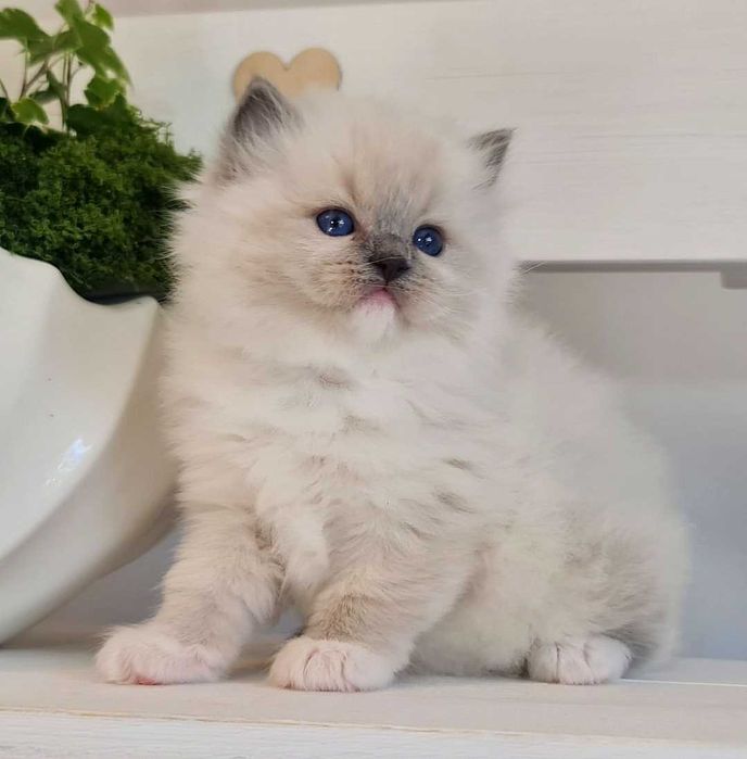 Kotka Ragdoll blue mitted z rodowodem