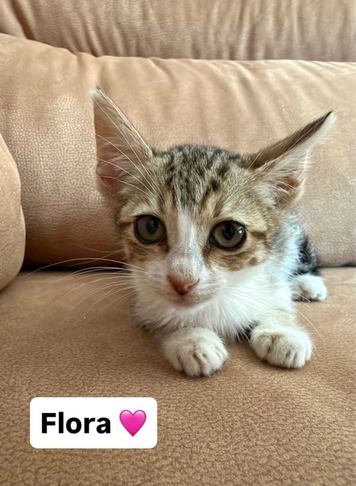 Gatinhos bebés para adocão responsável