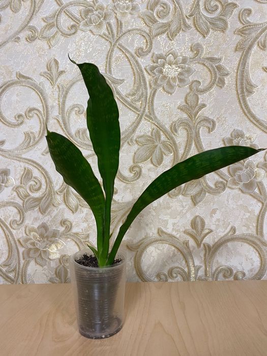 Сансевіерії продам