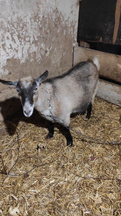 Терміново!!! Продам Шуту козу, дійну козочку, козла