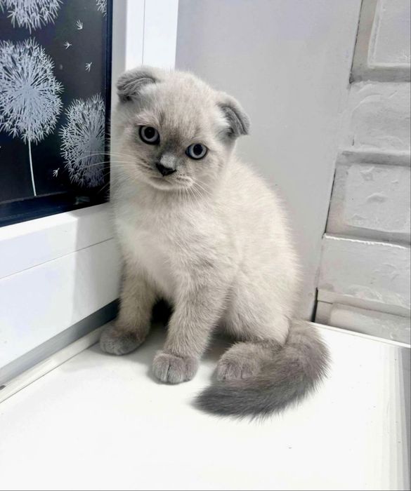 Koteczka szkocka blue point zwisłoucha