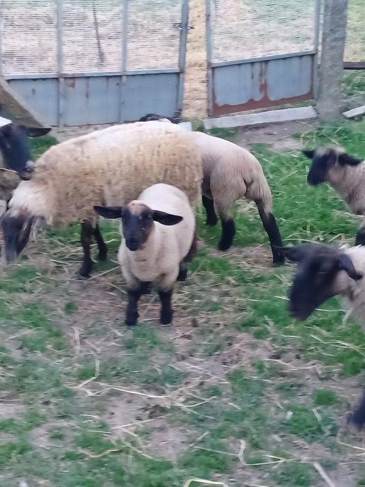 Ovelhas suffolk.