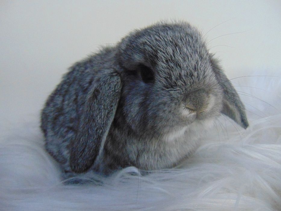 DO ODBIORU Króliki karzełki  królik karzełek miniaturka MINI LOP