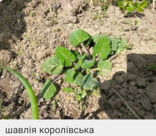 Многолетние цветы ( шалфей, вероника, ехиноцея, и тд),