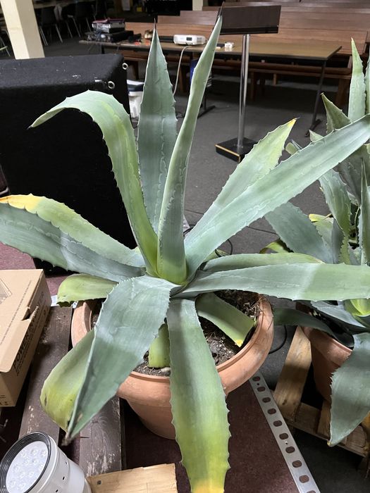 Квітка агава зелена.