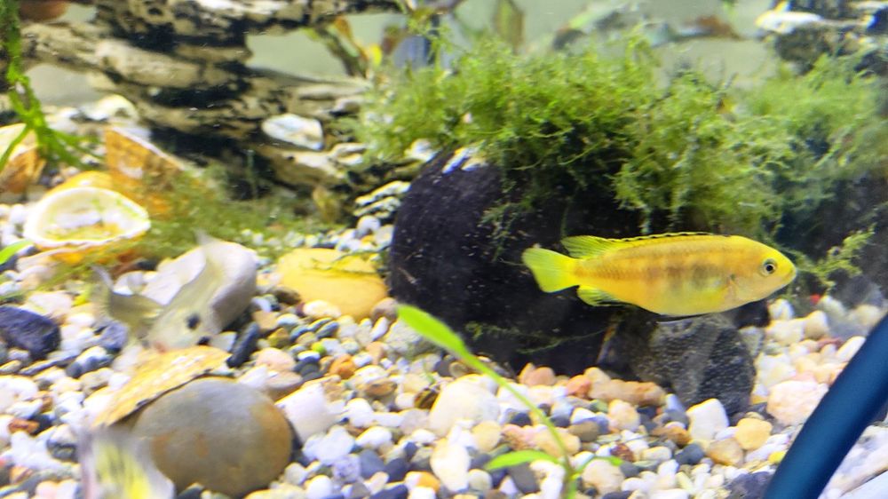 Ciclídeos papagaio anão / africanos