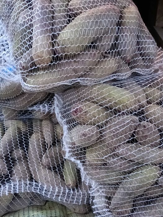 Buraczki czerwone podłużne swierze