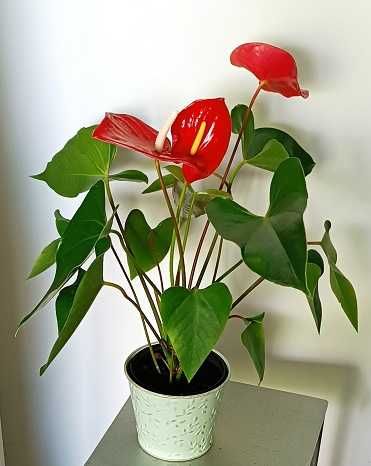 anturium czerwone, młode, zdrowe w osłonce