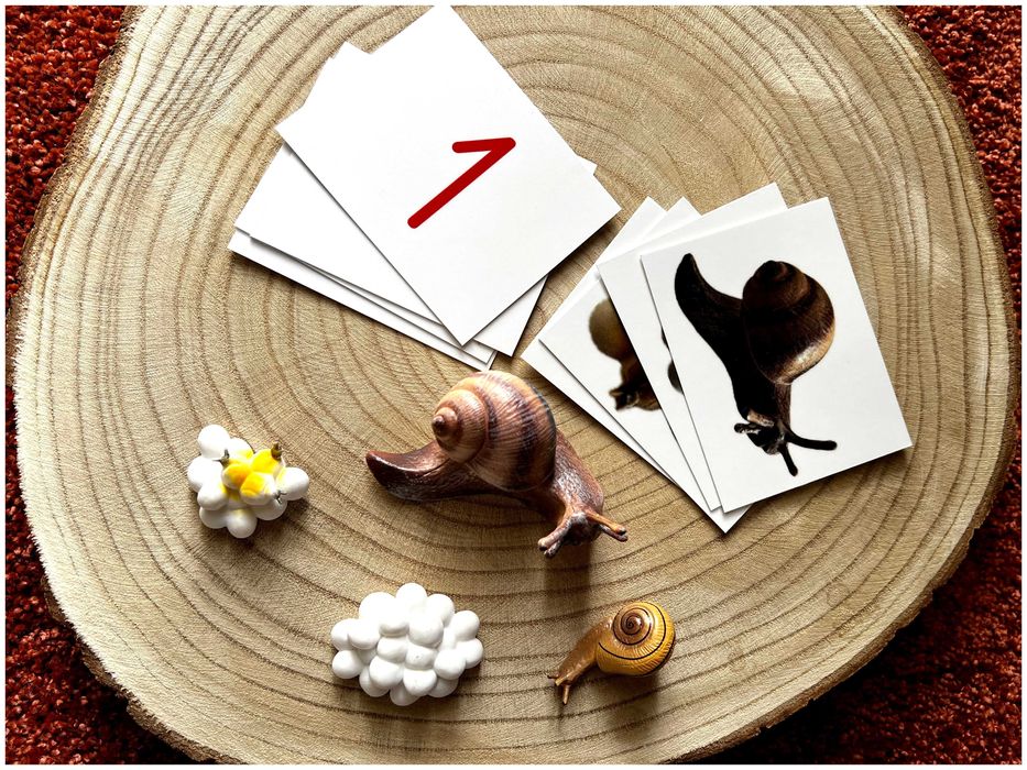 Ciclo de Vida - Caracol - Montessori