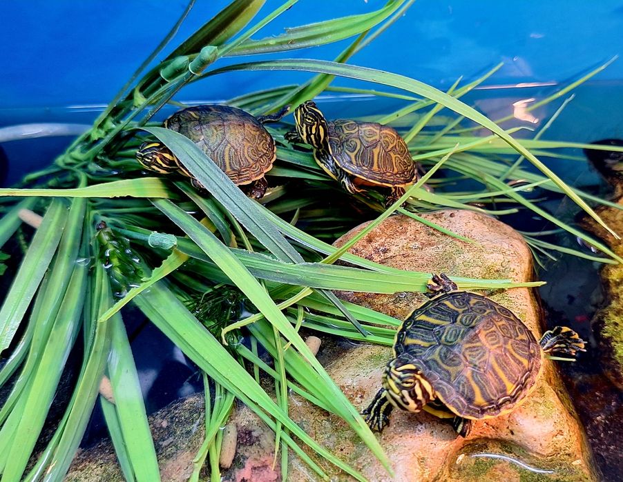 Żółwiki wodno-lądowe