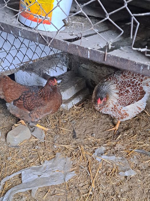 Jajka legowe rasa wyandotte