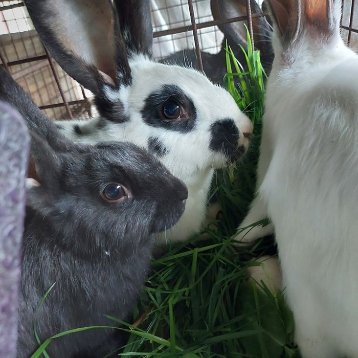 Кітна кролиця строкач