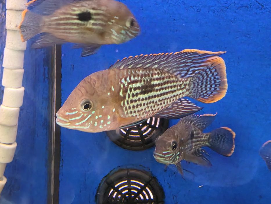 Green Terror (Aequidens Rivulatus)