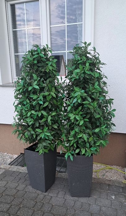 Sztuczne drzewka drzewko Benjamin Beniamin