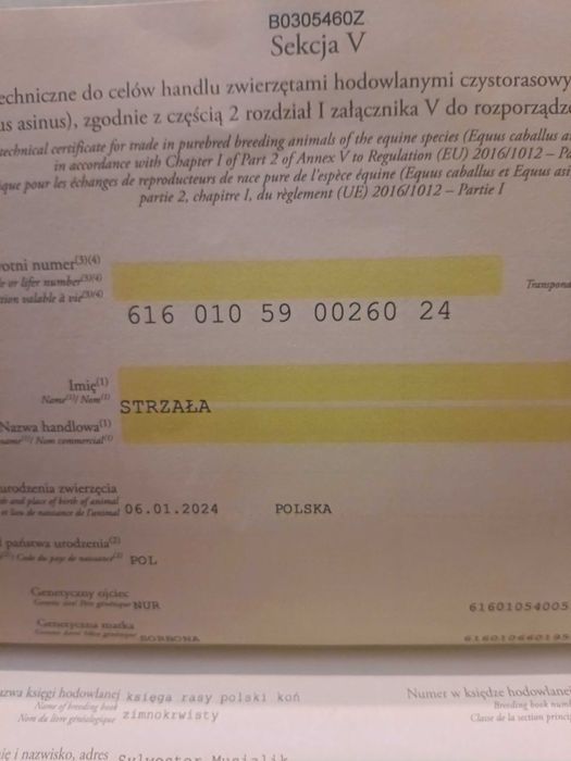 Klacz zimnokrwista
