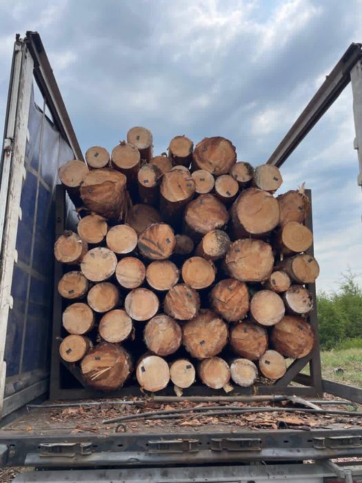 Ліс Сосна кругляк пиловочник свіжопил