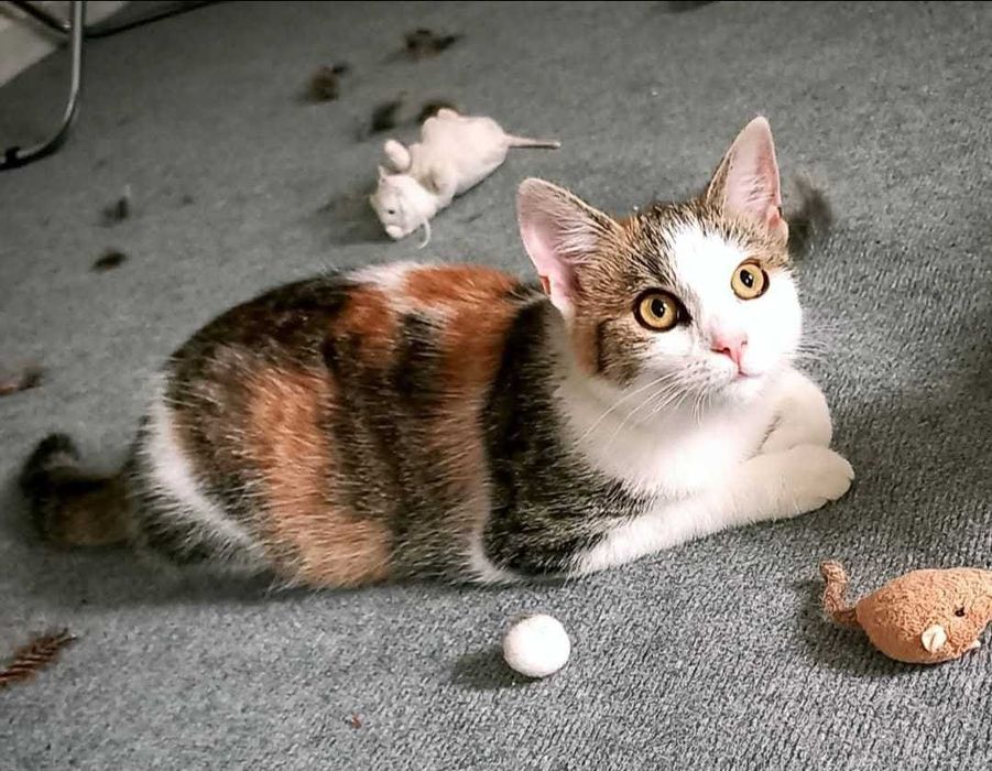 LOLA wciąż czeka na miłość