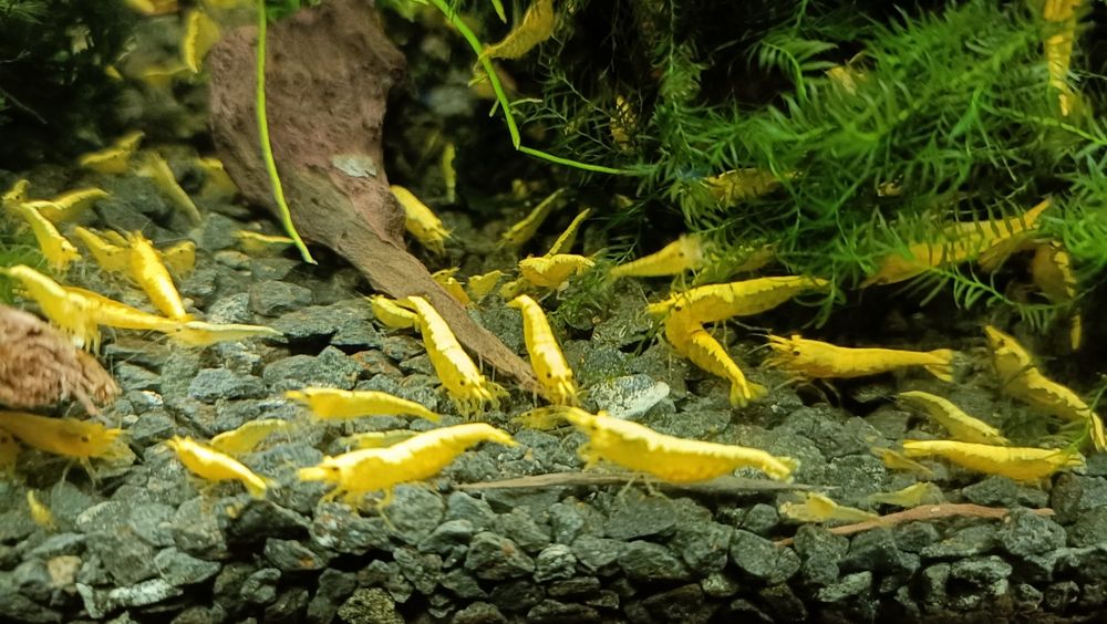 Krewetki Yellow Golden line