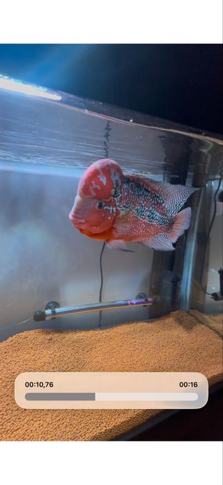 Flowerhorn Red Kanfa