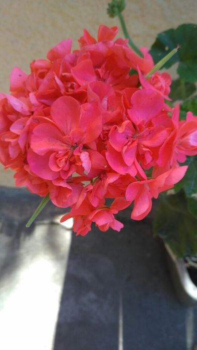 Пеларгонія багато сортів