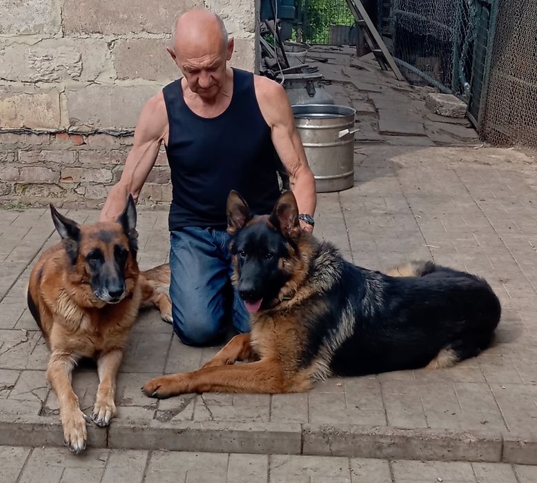 Девочки 2,5 мес .от яркой,крупной пары из питомника.