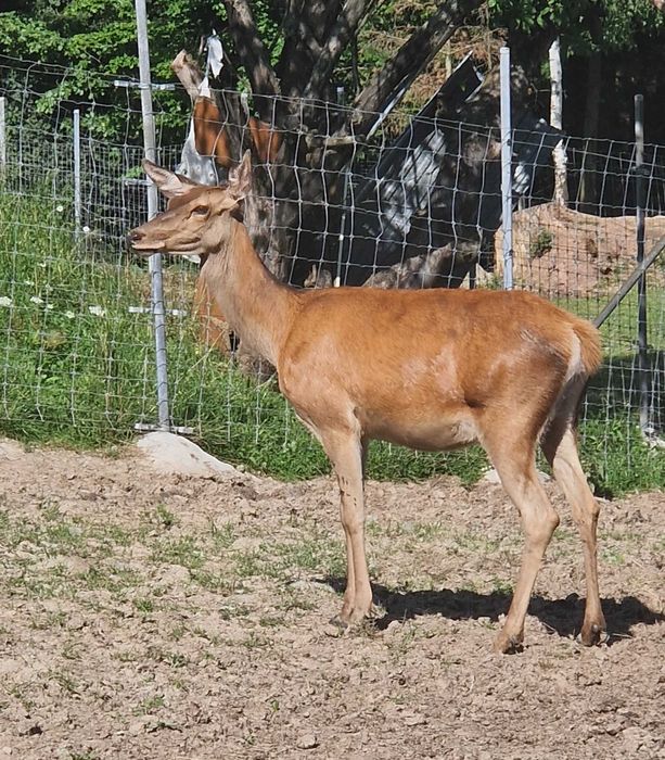 Dorosła Łania i szpice cielęta Jelenia